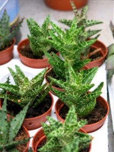 Aloe juvenna in a garden centre in France. Incorrectly identified as "Aloe squaroza" by commercial label.