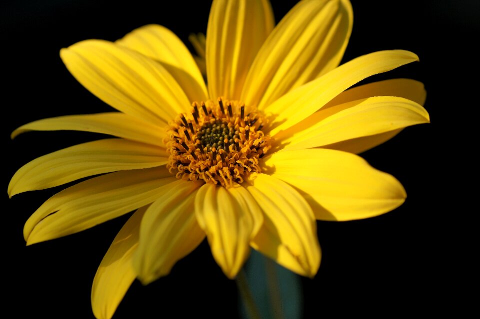 Yellow flower garden