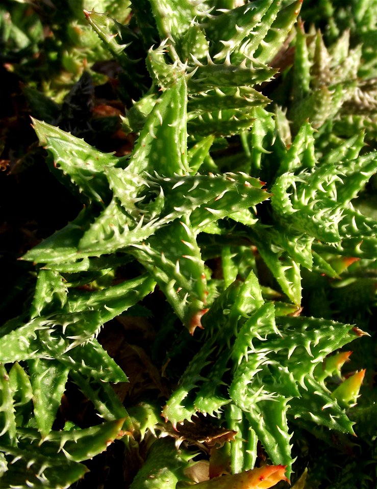 Aloe juvenna at the Volunteer Park Conservatory, Seattle, Washington, USA. Identified by sign.