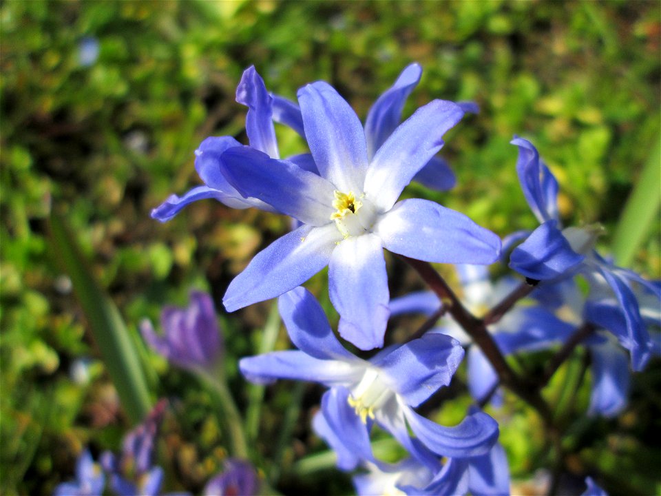Gewöhnliche Sternhyazinthe (Scilla luciliae) am Kraichbach in Hockenheim - gesetzt in einem Grünstreifen in einer Maßnahme des Nabu Hockenheim zur Erhaltung der Artenvielfalt durch Wildblumen an Straß