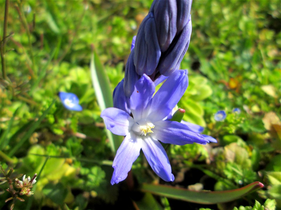 Gewöhnliche Sternhyazinthe (Scilla luciliae) am Kraichbach in Hockenheim - gesetzt in einem Grünstreifen in einer Maßnahme des Nabu Hockenheim zur Erhaltung der Artenvielfalt durch Wildblumen an Straß