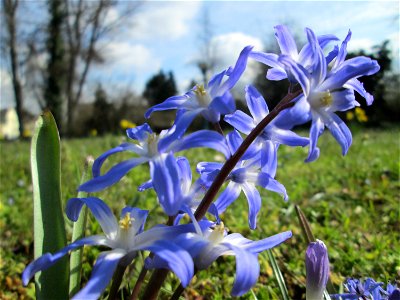 Gewöhnliche Sternhyazinthe (Scilla luciliae) am Kraichbach in Hockenheim - gesetzt in einem Grünstreifen in einer Maßnahme des Nabu Hockenheim zur Erhaltung der Artenvielfalt durch Wildblumen an Straß