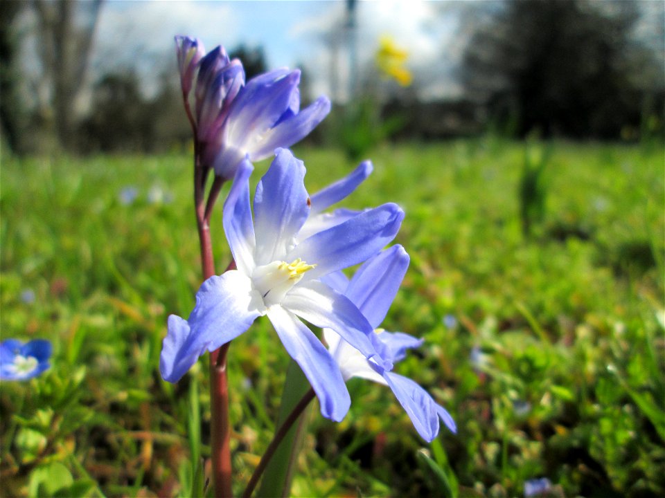 Gewöhnliche Sternhyazinthe (Scilla luciliae) am Kraichbach in Hockenheim - gesetzt in einem Grünstreifen in einer Maßnahme des Nabu Hockenheim zur Erhaltung der Artenvielfalt durch Wildblumen an Straß