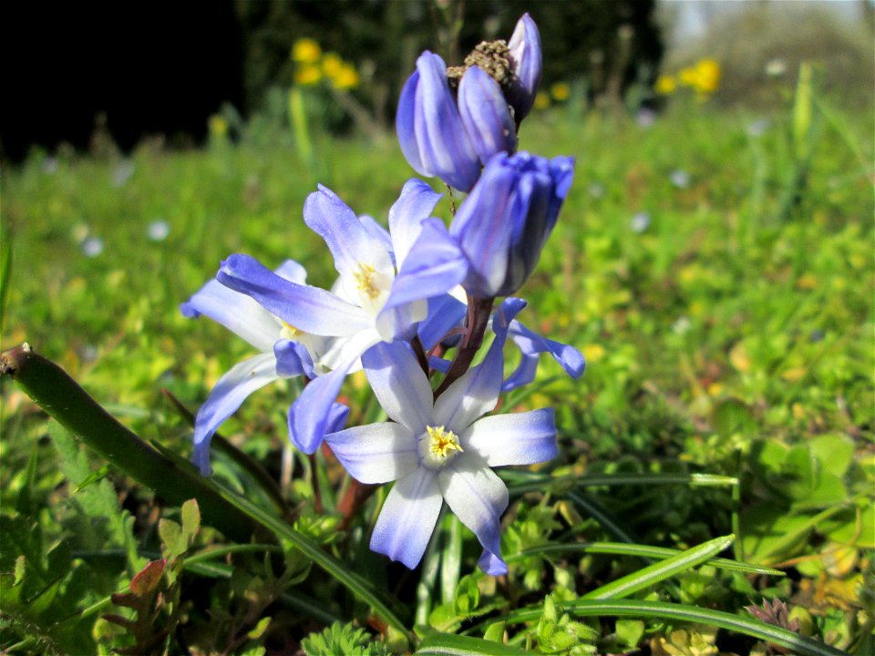 Zweiblättriger Blaustern (Scilla bifolia) am Kraichbach in Hockenheim - gesetzt in einem Grünstreifen in einer Maßnahme des Nabu Hockenheim zur Erhaltung der Artenvielfalt durch Wildblumen an Straßen-