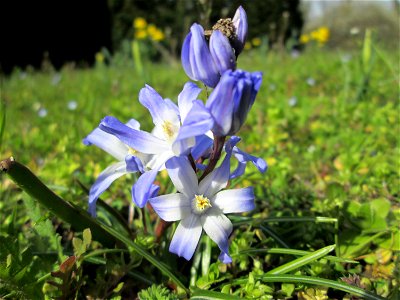 Zweiblättriger Blaustern (Scilla bifolia) am Kraichbach in Hockenheim - gesetzt in einem Grünstreifen in einer Maßnahme des Nabu Hockenheim zur Erhaltung der Artenvielfalt durch Wildblumen an Straßen-