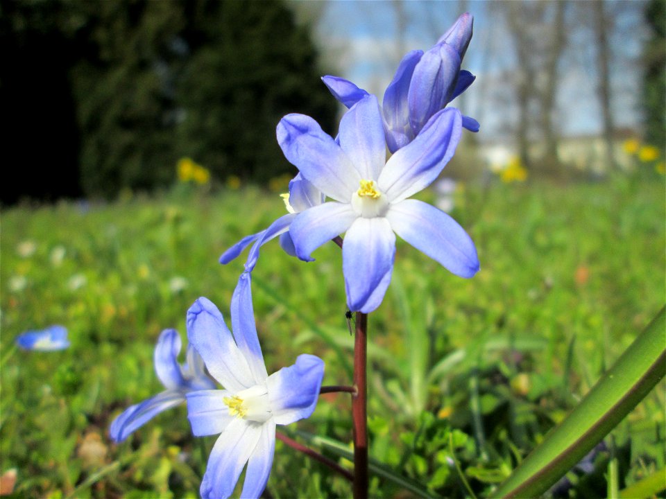 Zweiblättriger Blaustern (Scilla bifolia) am Kraichbach in Hockenheim - gesetzt in einem Grünstreifen in einer Maßnahme des Nabu Hockenheim zur Erhaltung der Artenvielfalt durch Wildblumen an Straßen-