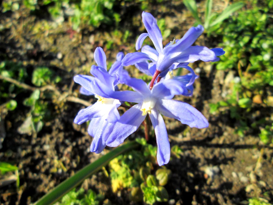 Zweiblättriger Blaustern (Scilla bifolia) am Kraichbach in Hockenheim - gesetzt in einem Grünstreifen in einer Maßnahme des Nabu Hockenheim zur Erhaltung der Artenvielfalt durch Wildblumen an Straßen-
