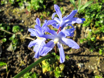 Zweiblättriger Blaustern (Scilla bifolia) am Kraichbach in Hockenheim - gesetzt in einem Grünstreifen in einer Maßnahme des Nabu Hockenheim zur Erhaltung der Artenvielfalt durch Wildblumen an Straßen-