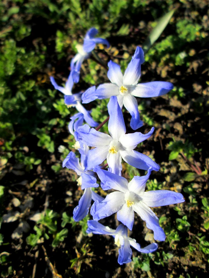 Zweiblättriger Blaustern (Scilla bifolia) am Kraichbach in Hockenheim - gesetzt in einem Grünstreifen in einer Maßnahme des Nabu Hockenheim zur Erhaltung der Artenvielfalt durch Wildblumen an Straßen-