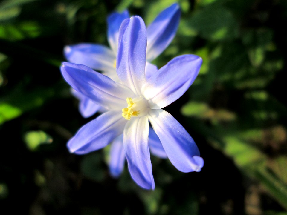 Gewöhnliche Sternhyazinthe (Scilla luciliae) in Saarbrücken - Ursprung: Anatolien