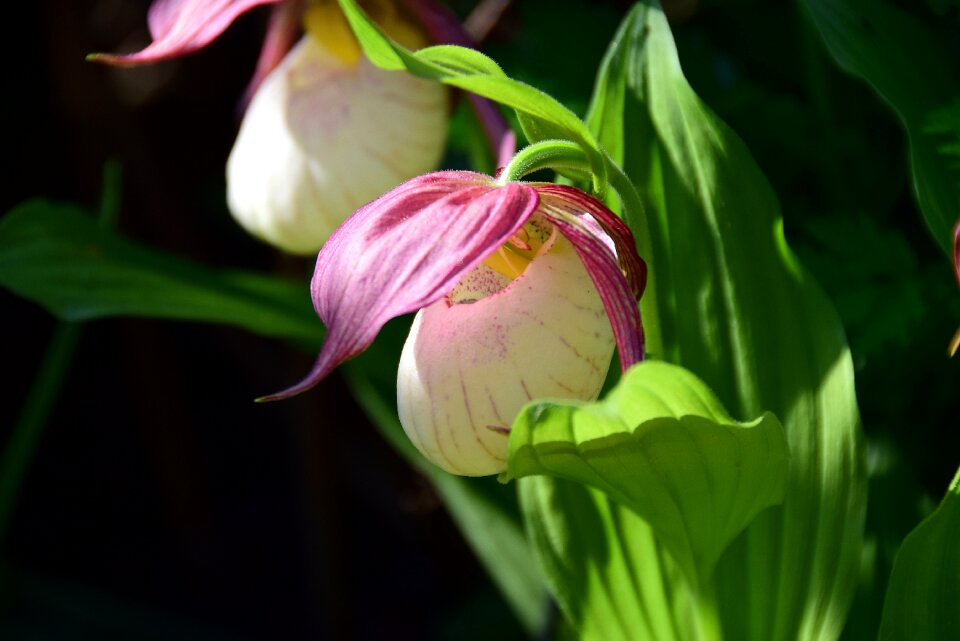 Bloom orchid flower flower