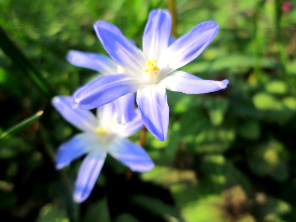 Gewöhnliche Sternhyazinthe (Scilla luciliae) in Saarbrücken - Ursprung: Anatolien