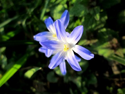 Gewöhnliche Sternhyazinthe (Scilla luciliae) in Saarbrücken - Ursprung: Anatolien