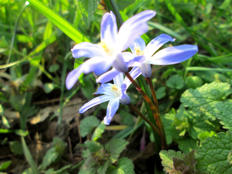 Gewöhnliche Sternhyazinthe (Scilla luciliae) in Saarbrücken - Ursprung: Anatolien