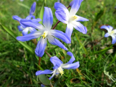 Gewöhnliche Sternhyazinthe (Scilla luciliae) in Saarbrücken - Ursprung: Anatolien