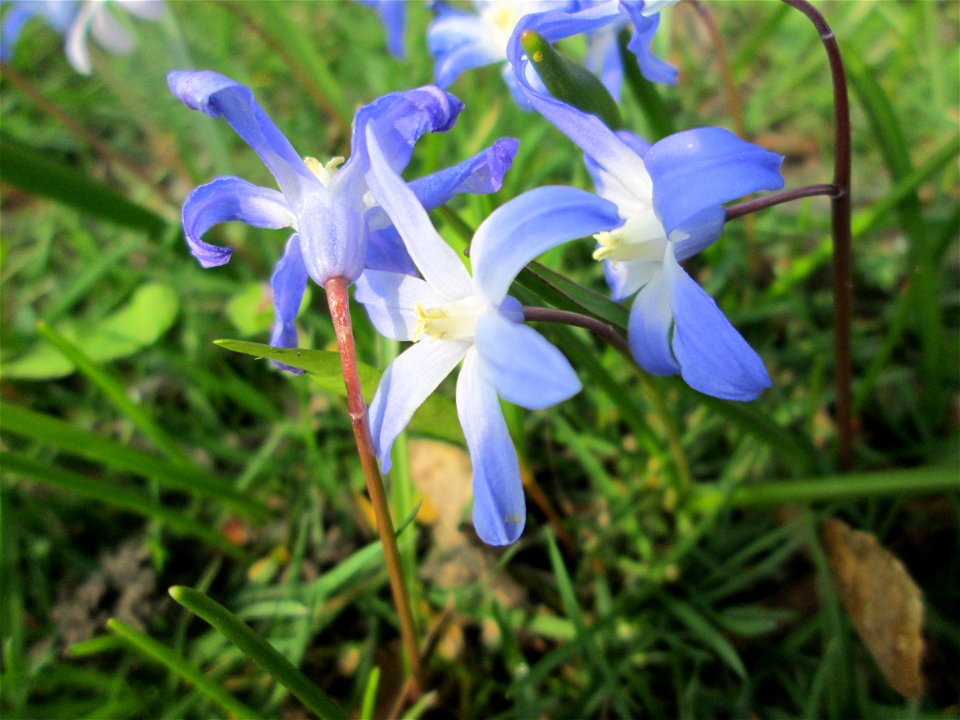 Gewöhnliche Sternhyazinthe (Scilla luciliae) in Saarbrücken - Ursprung: Anatolien