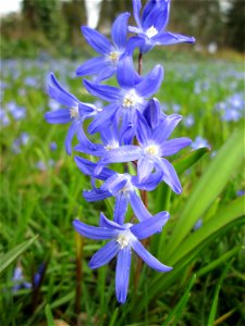 Sternhyazinthe (Scilla luciliae) am Friedhof St. Johann in Saarbrücken - Ursprung: Westanatolien, in Mitteleuropa als Zierpflanze verwendet und verwildert