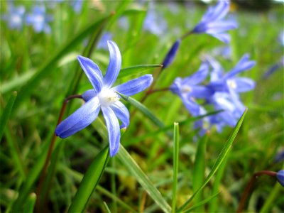 Sternhyazinthe (Scilla luciliae) am Friedhof St. Johann in Saarbrücken - Ursprung: Westanatolien, in Mitteleuropa als Zierpflanze verwendet und verwildert