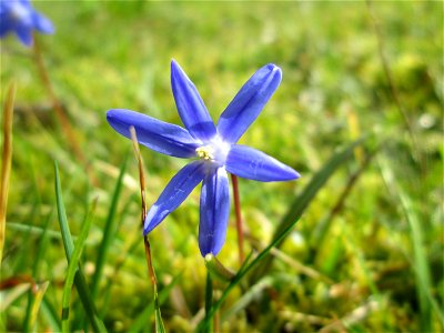 Sternhyazinthe (Scilla luciliae) am Friedhof St. Johann in Saarbrücken - Ursprung: Westanatolien, in Mitteleuropa als Zierpflanze verwendet und verwildert
