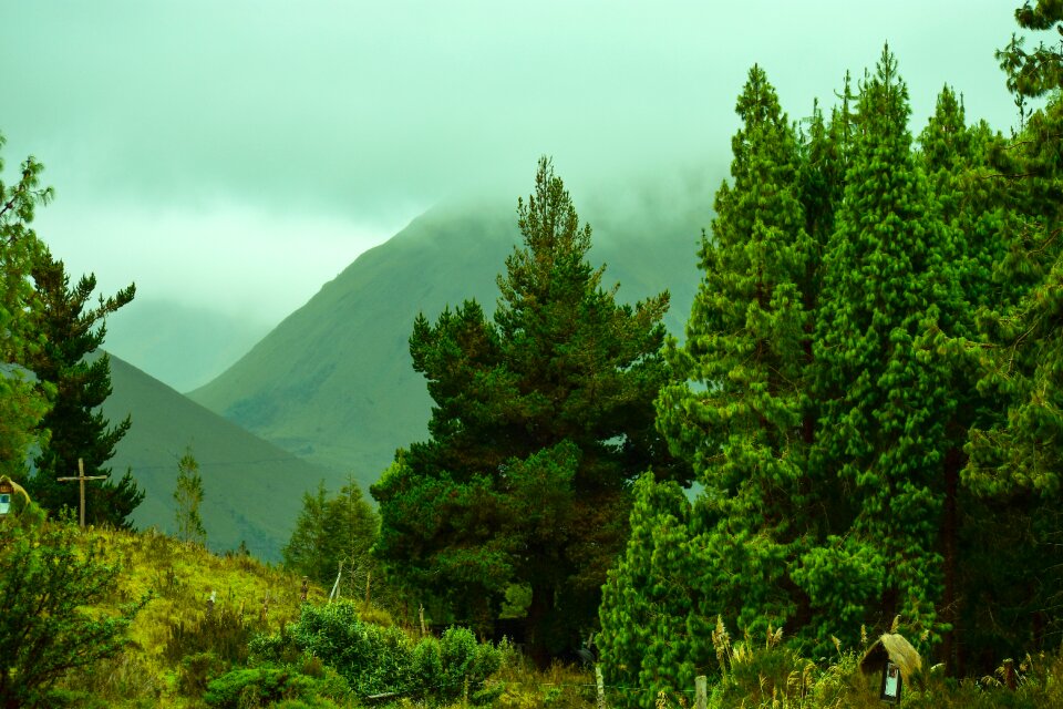 Forest trees fog