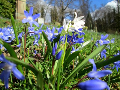 Sternhyazinthe (Scilla luciliae) am Friedhof St. Johann in Saarbrücken - Ursprung: Westanatolien, in Mitteleuropa als Zierpflanze verwendet und verwildert