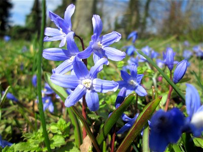 Sternhyazinthe (Scilla luciliae) am Friedhof St. Johann in Saarbrücken - Ursprung: Westanatolien, in Mitteleuropa als Zierpflanze verwendet und verwildert