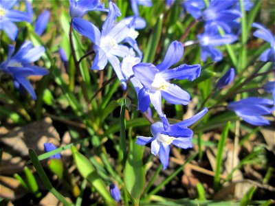 Sternhyazinthe (Scilla luciliae) am Friedhof St. Johann in Saarbrücken - Ursprung: Westanatolien, in Mitteleuropa als Zierpflanze verwendet und verwildert