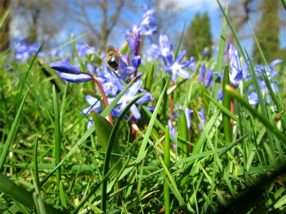 Sternhyazinthe (Scilla luciliae) am Friedhof St. Johann in Saarbrücken - Ursprung: Westanatolien, in Mitteleuropa als Zierpflanze verwendet und verwildert