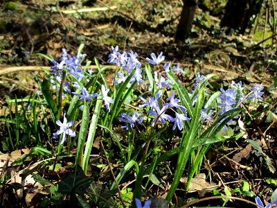 Große Sternhyazinthe  (Scilla forbesii) im Naturschutzgebiet „St. Arnualer Wiesen“