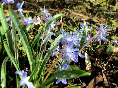 Große Sternhyazinthe  (Scilla forbesii) im Naturschutzgebiet „St. Arnualer Wiesen“