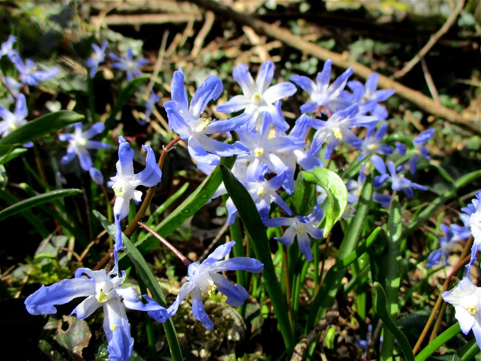 Große Sternhyazinthe  (Scilla forbesii) im Naturschutzgebiet „St. Arnualer Wiesen“