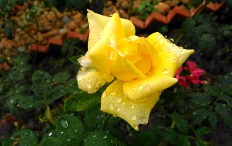 Garden rose yellow