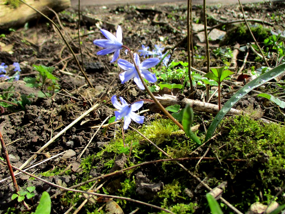 Große Sternhyazinthe  (Scilla forbesii) im Naturschutzgebiet „St. Arnualer Wiesen“