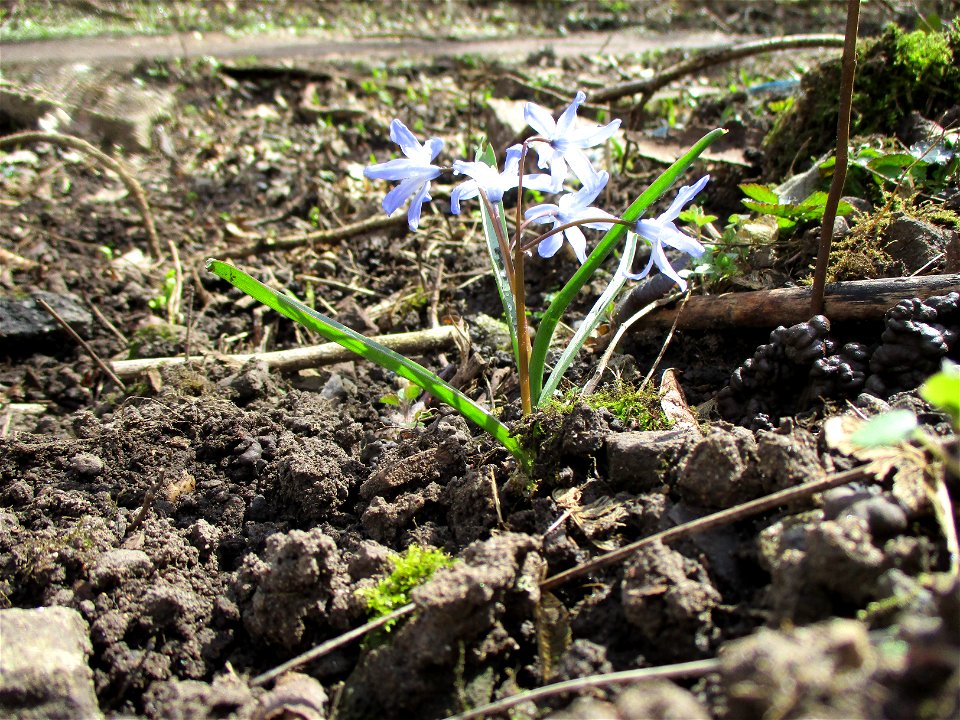 Große Sternhyazinthe  (Scilla forbesii) im Naturschutzgebiet „St. Arnualer Wiesen“