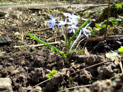 Große Sternhyazinthe  (Scilla forbesii) im Naturschutzgebiet „St. Arnualer Wiesen“