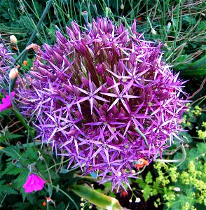 Purple star-shaped flowers of the Allium christophii. photo