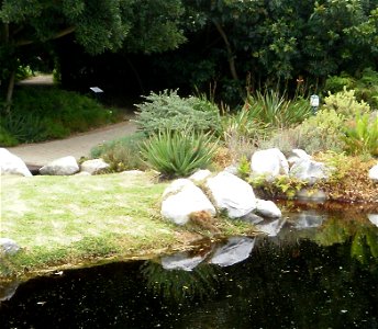 The Fynbos aloe. Aloe succotrina. Photo taken in South African botanical garden.