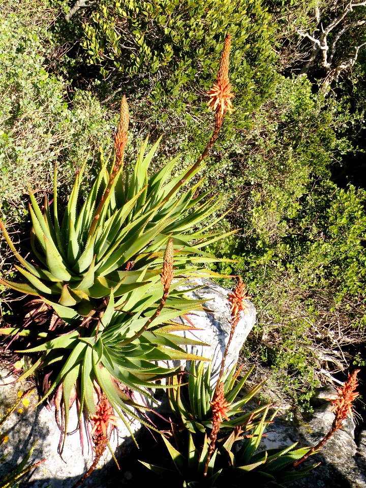 Aloe succotrina. The Fynbos Aloe. South Africa.