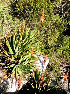 Aloe succotrina. The Fynbos Aloe. South Africa. photo