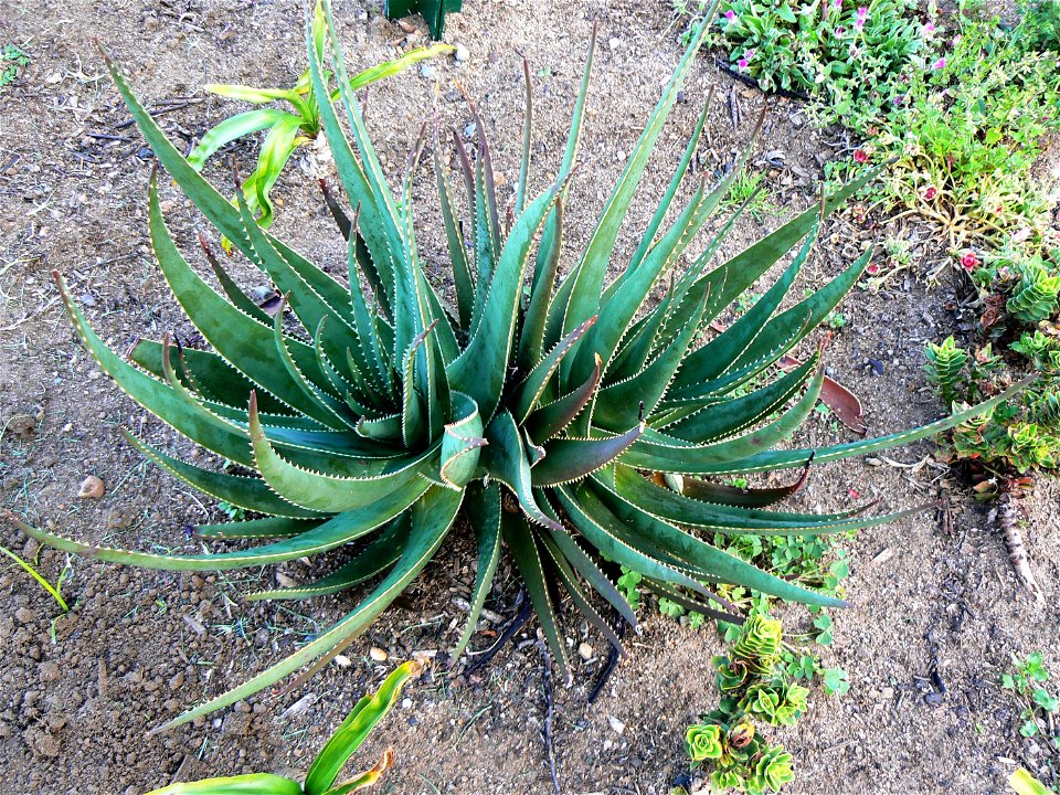 A small Fynbos Aloe or Aloe succotrina. Photo taken on Table Mountain.