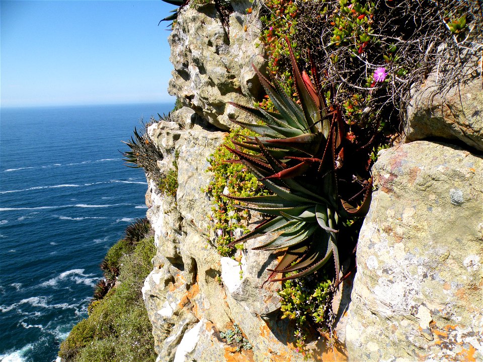 Aloe succotrina. The Fynbos Aloe. Growing on rocky cliff face on Table Mountain.