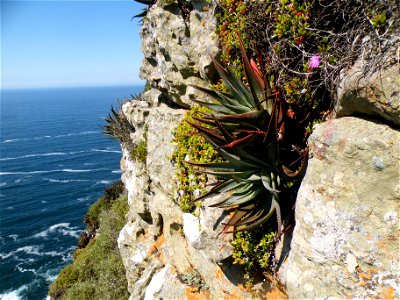 Aloe succotrina. The Fynbos Aloe. Growing on rocky cliff face on Table Mountain. photo