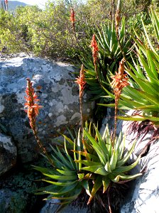 A Fynbos Aloe. Aloe succotrina. Growing on a Table Mountain cliff. photo