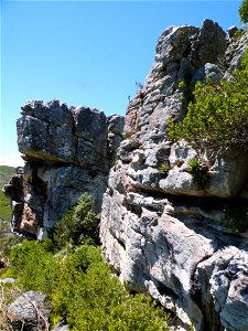 Aloe succotrina. A group of five or more Fynbos Aloes clinging to a cliff face where they are out of reach of seasonal fires. photo