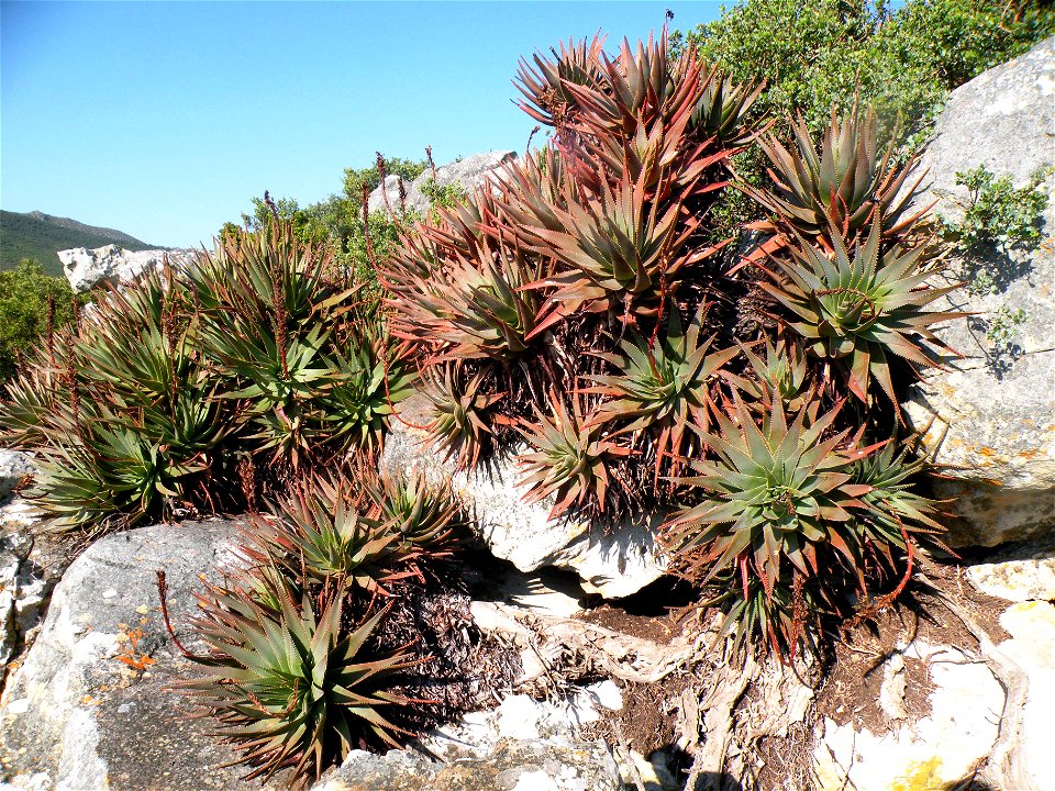 Aloe succotrina. The Fynbos Aloe of the Cape South Africa. Growing on a Table Mountain slope.