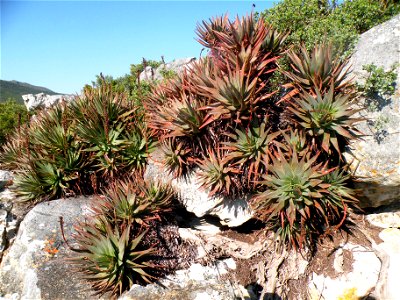 Aloe succotrina. The Fynbos Aloe of the Cape South Africa. Growing on a Table Mountain slope.
