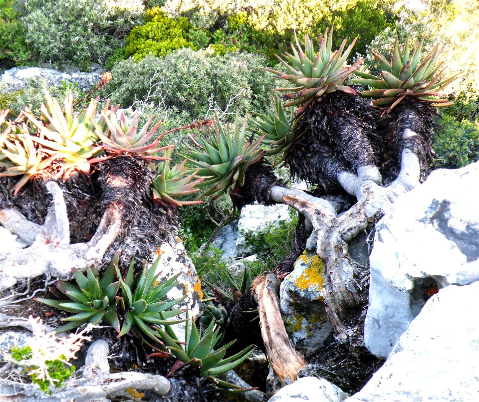 Aloe succotrina. Massive and ancient Fynbos Aloe. Growing down a rocky cliff face in South Africa. Photo taken from above.