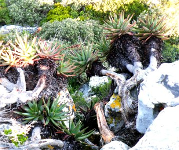 Aloe succotrina. Massive and ancient Fynbos Aloe. Growing down a rocky cliff face in South Africa. Photo taken from above.