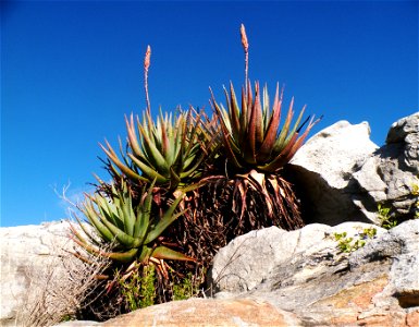 The Fynbos Aloe. Aloe succotrina. Growing on a mountain top. South Africa. photo