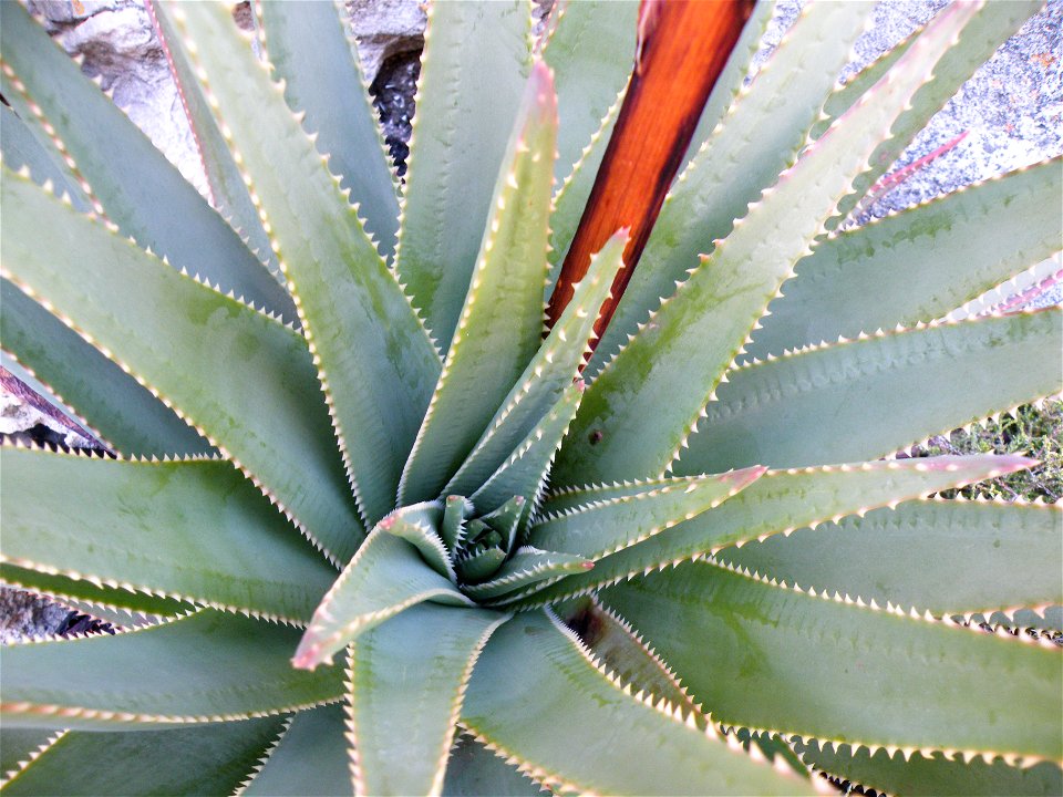 Aloe succotrina. Detail of leaf growth and rosette.